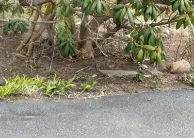 Expert Landscape Contractor