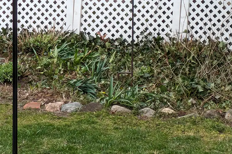 Professional Landscaper