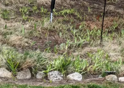 Skilled Landscaper